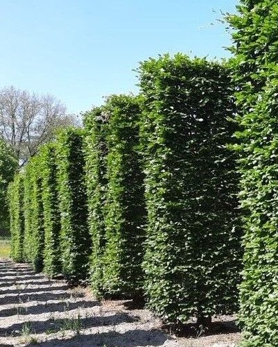 Noorse Esdoorn 'Eurostar' | Hoogstam