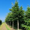 Groene beuk | Hoogstam