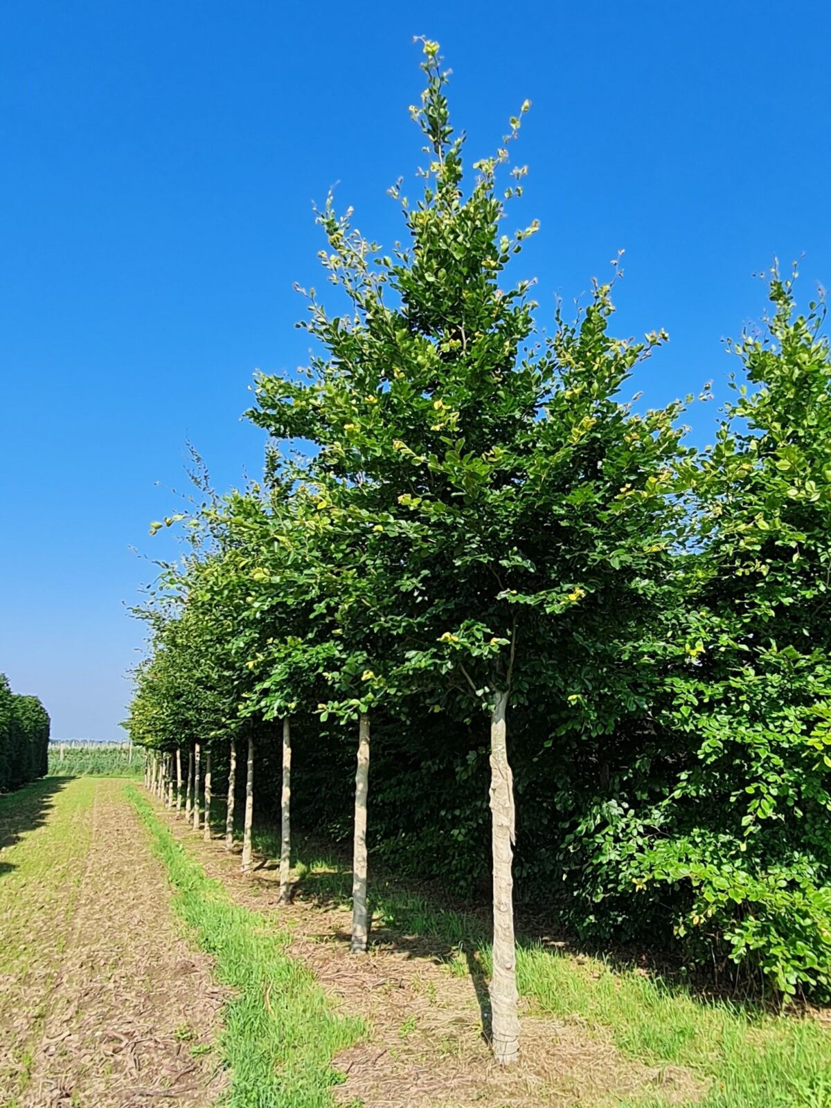 Groene beuk | Hoogstam