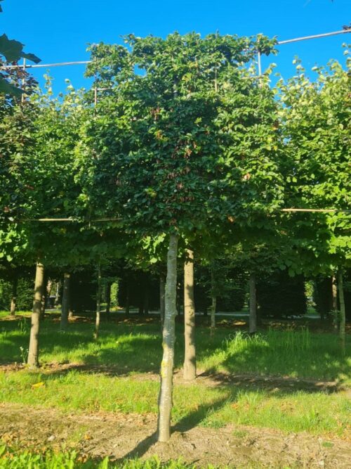 Groene beuk | Leivorm