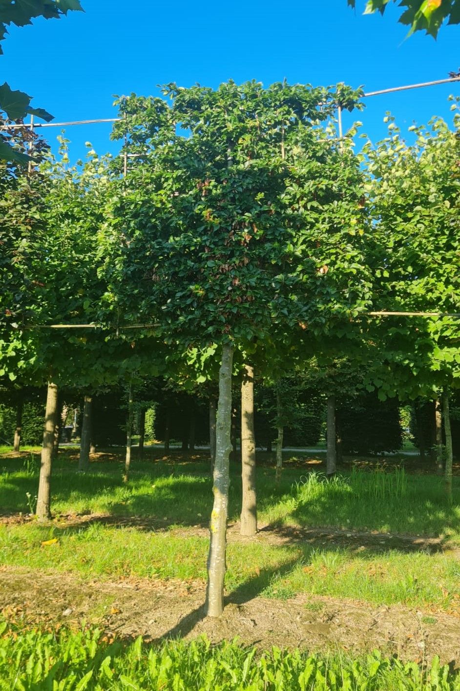 Groene beuk | Leivorm