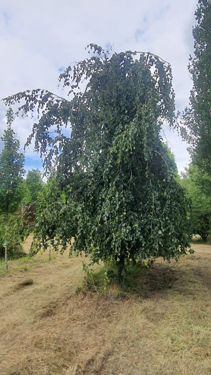 Groene treurbeuk | Halfstam