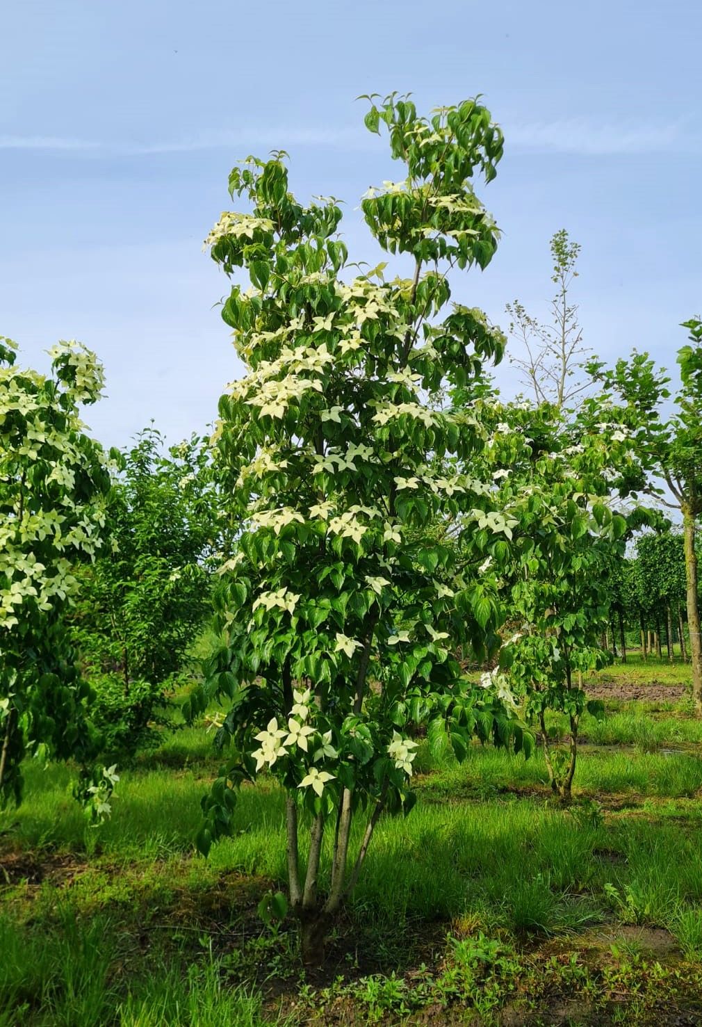 Japanse grootbloemige Kornoelje | Meerstammig