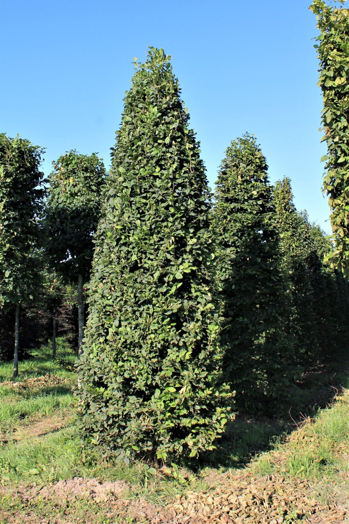 Haagbeuk | Piramidevorm