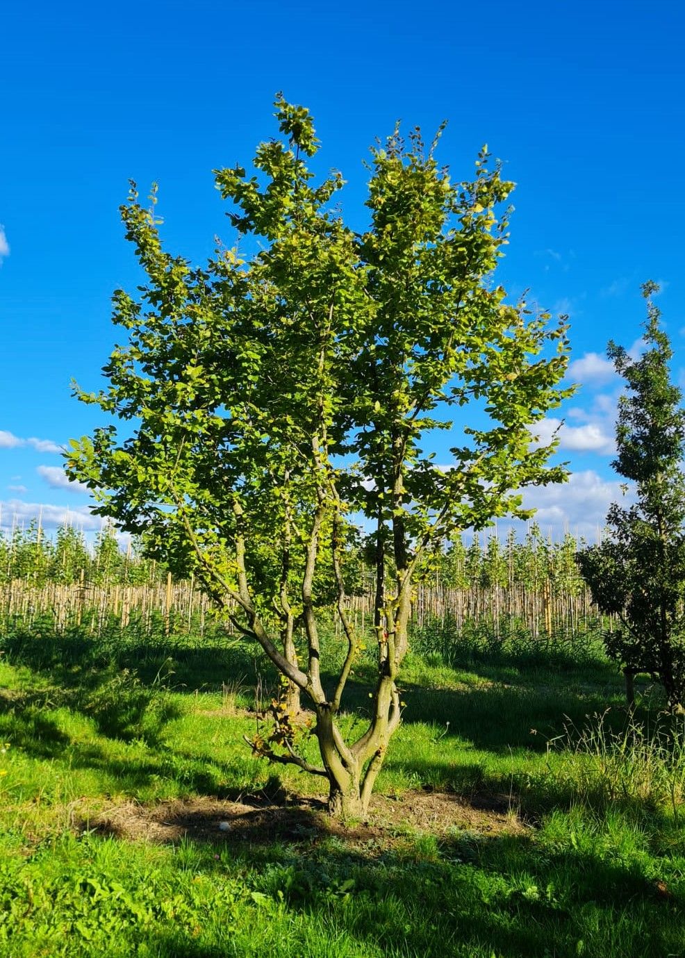 Haagbeuk | Meerstammig