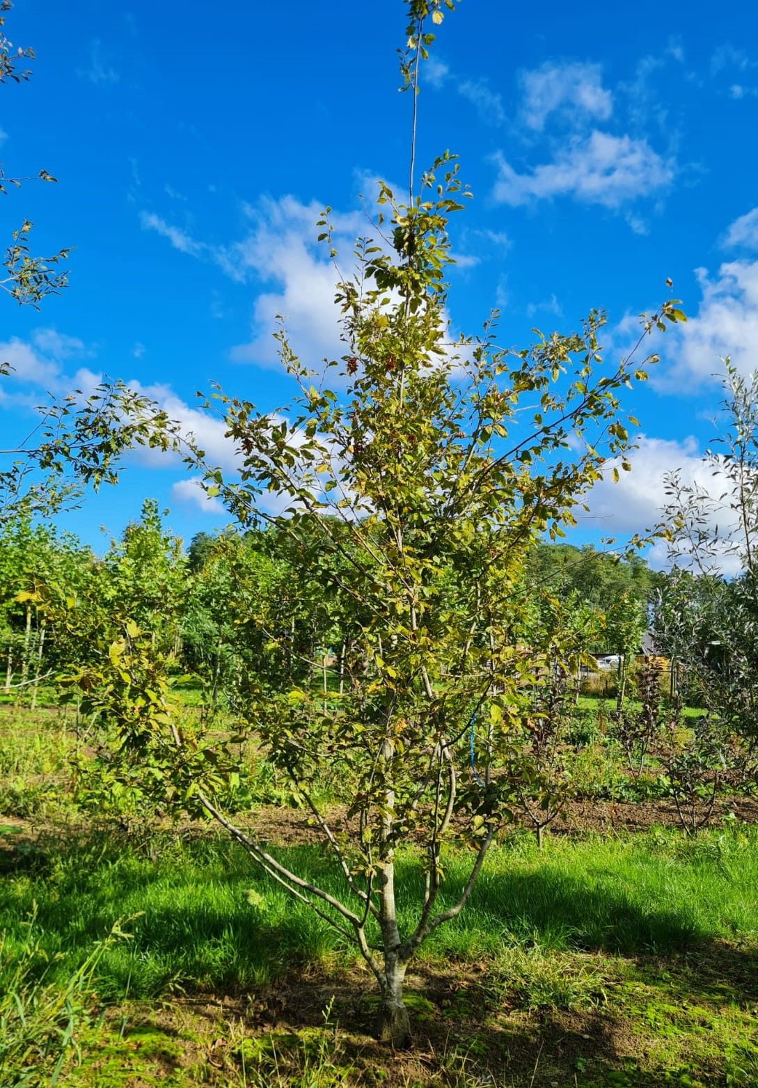 Eikbladige haagbeuk | Meerstammig