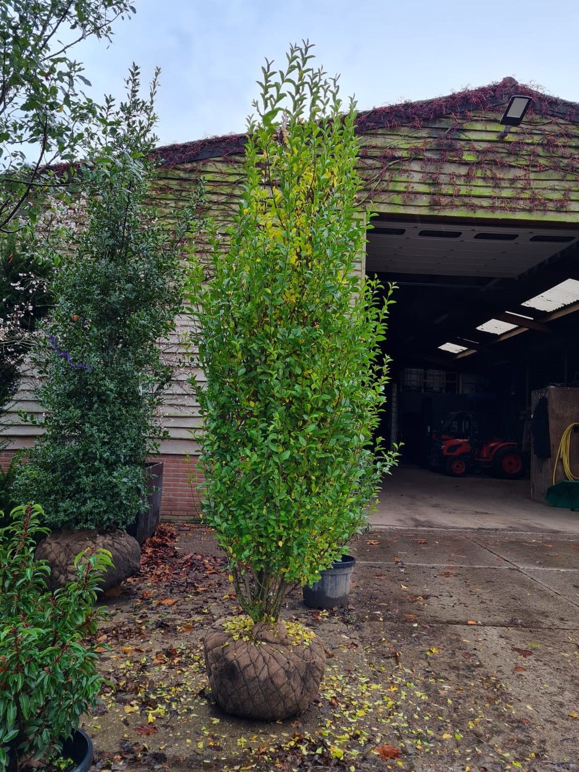 Liguster | Struikvorm