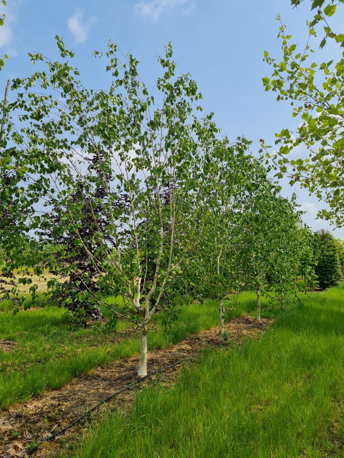 Papierberk | Hoogstam