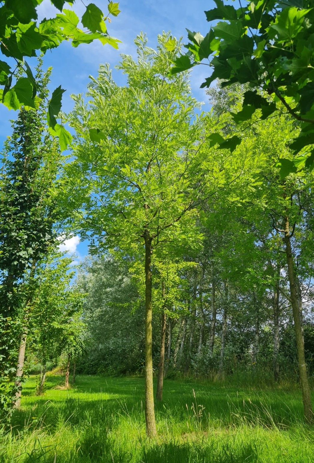 Honingboom | Hoogstam