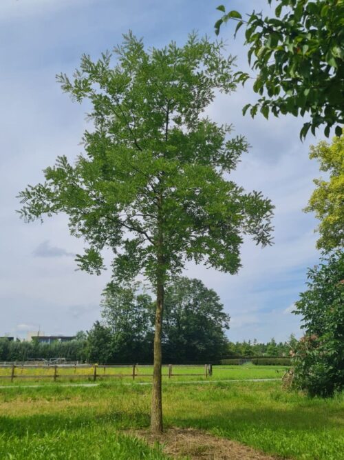 Honingboom | Hoogstam