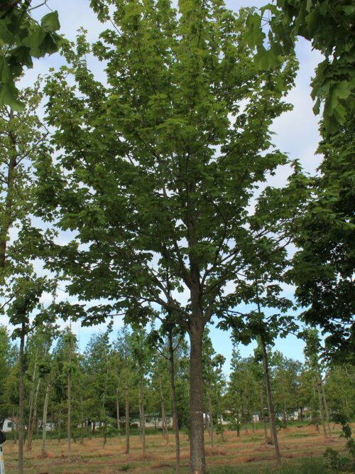 Gewone esdoorn | Hoogstam