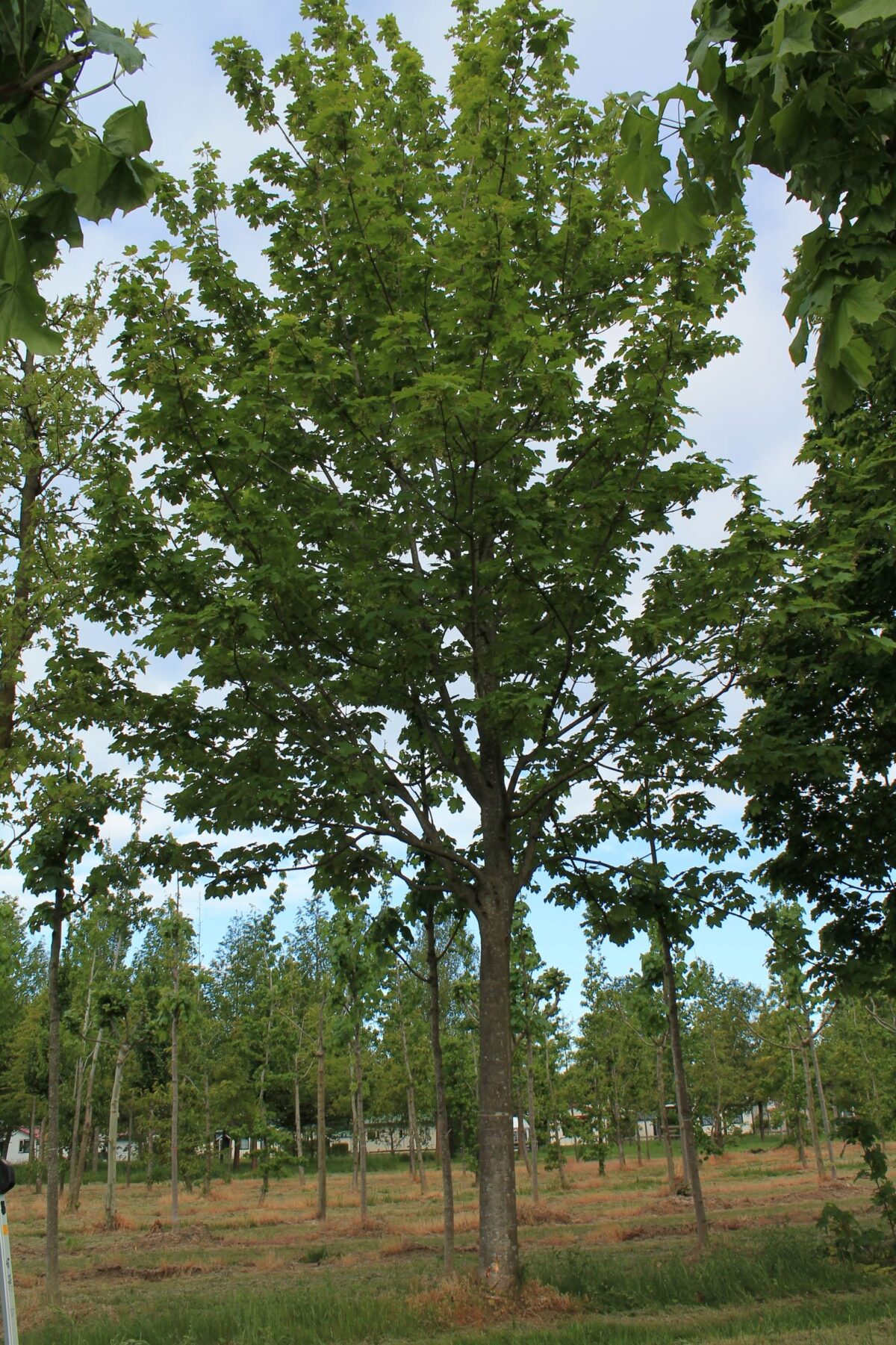 Gewone esdoorn | Hoogstam