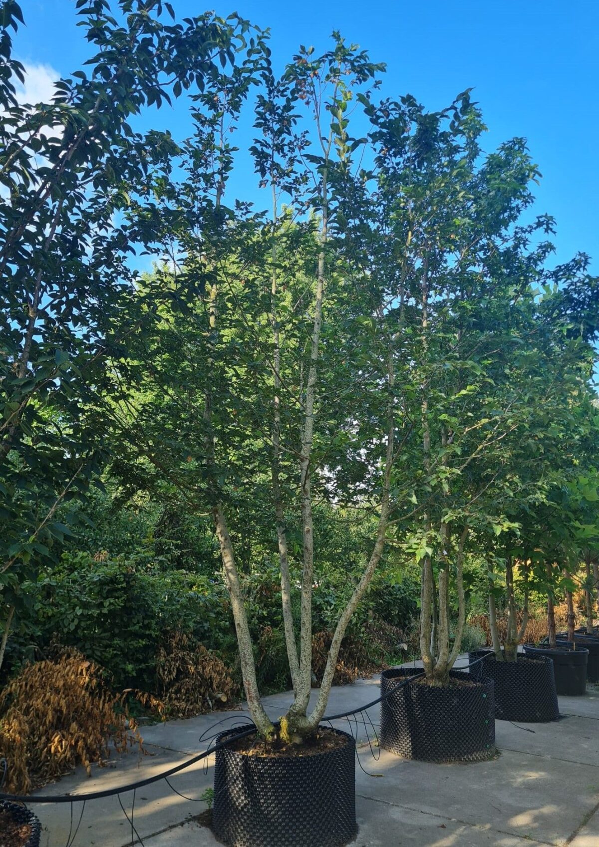 Hopbeuk | Meerstammig