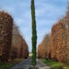 Italiaanse cipres | Laagstam
