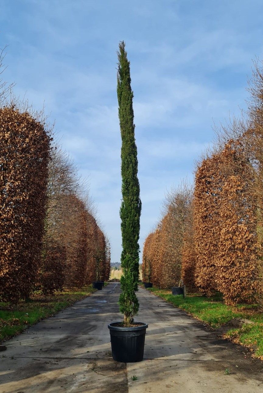 Italiaanse cipres | Laagstam