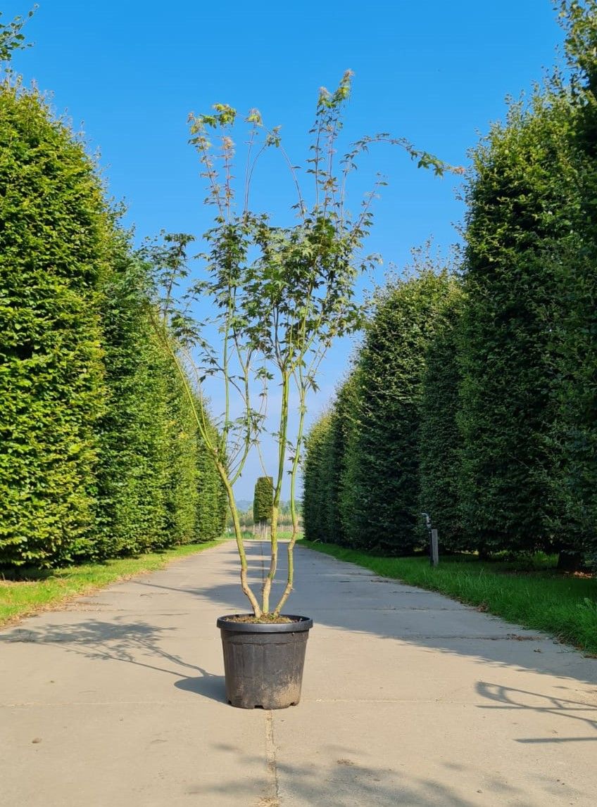 Japanse esdoorn | Meerstammig