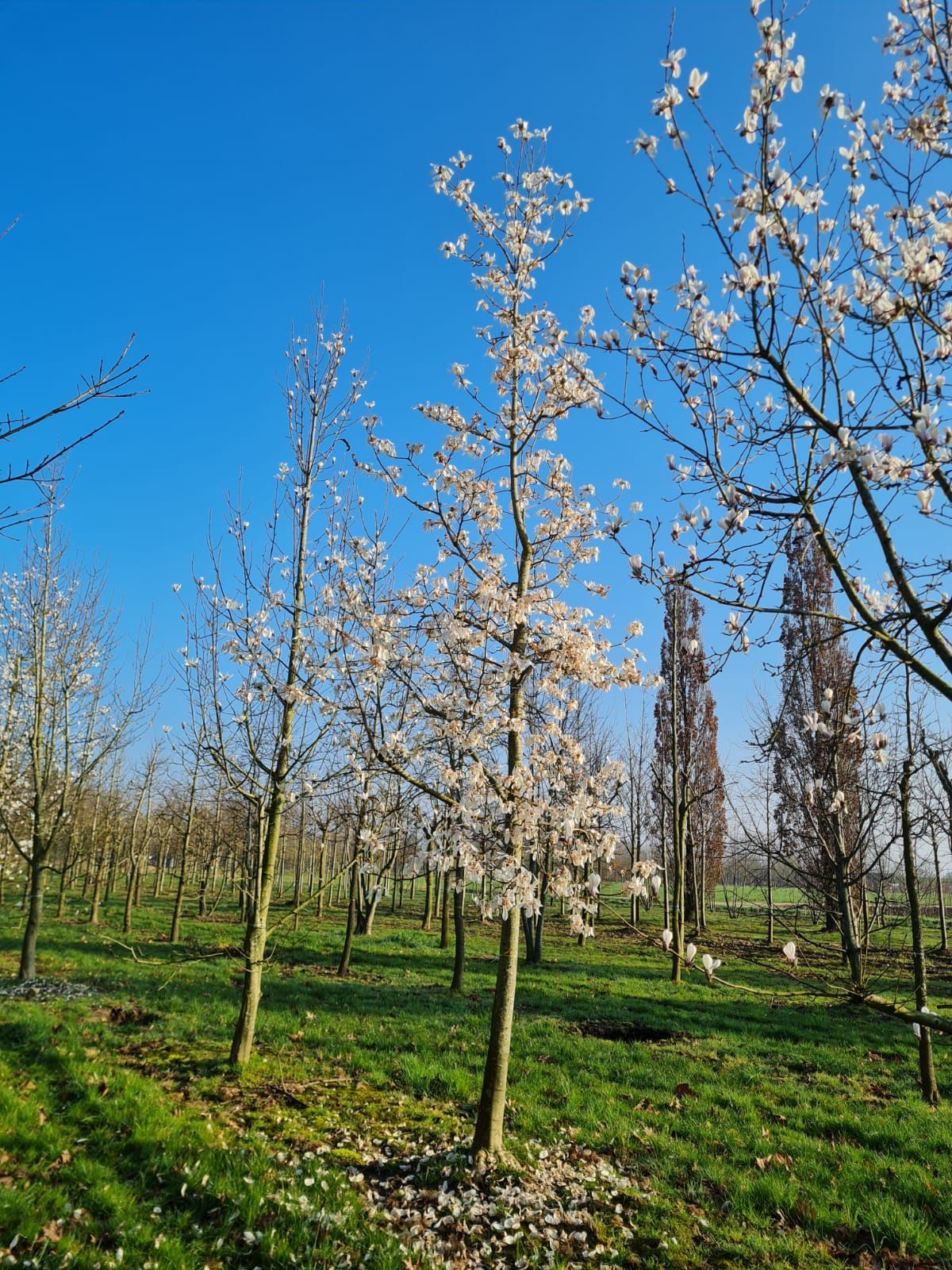 Japanse magnolia | Hoogstam