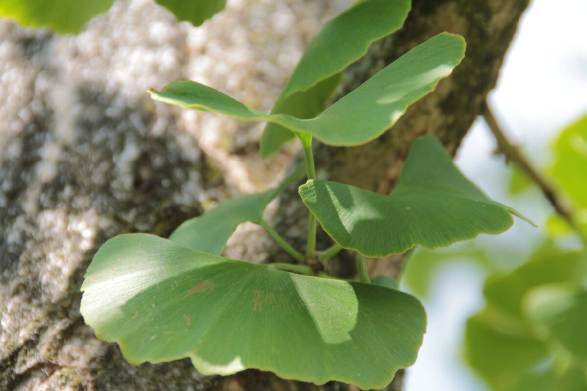 Japanse tempelboom (Ginkgo) | Halfstam