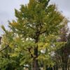 Japanse tempelboom (Ginkgo) | Hoogstam