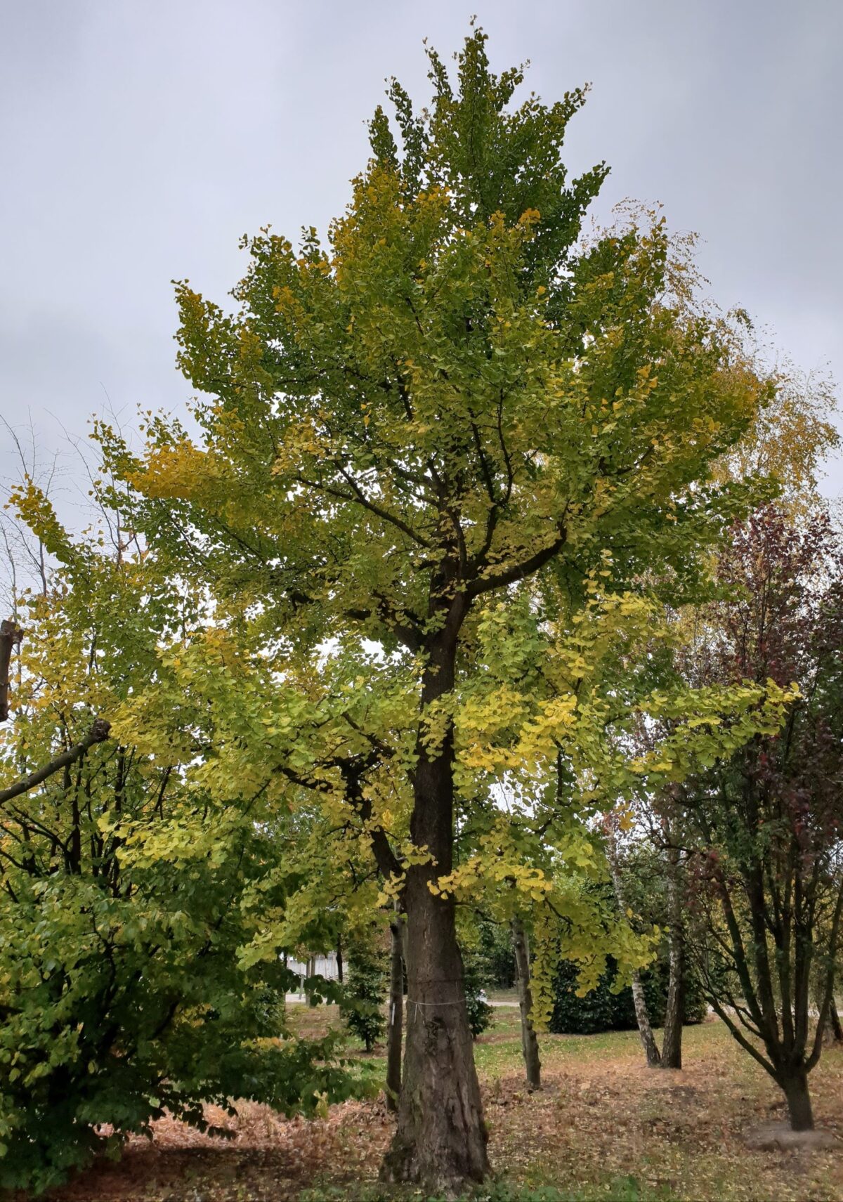 Japanse tempelboom (Ginkgo) | Hoogstam