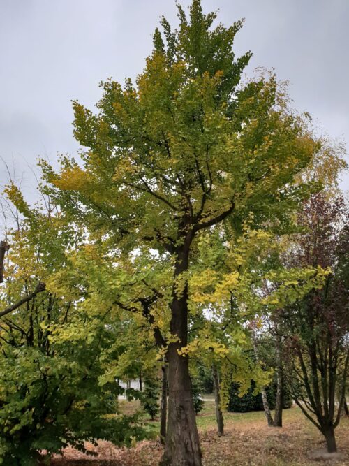 Japanse tempelboom (Ginkgo) | Hoogstam