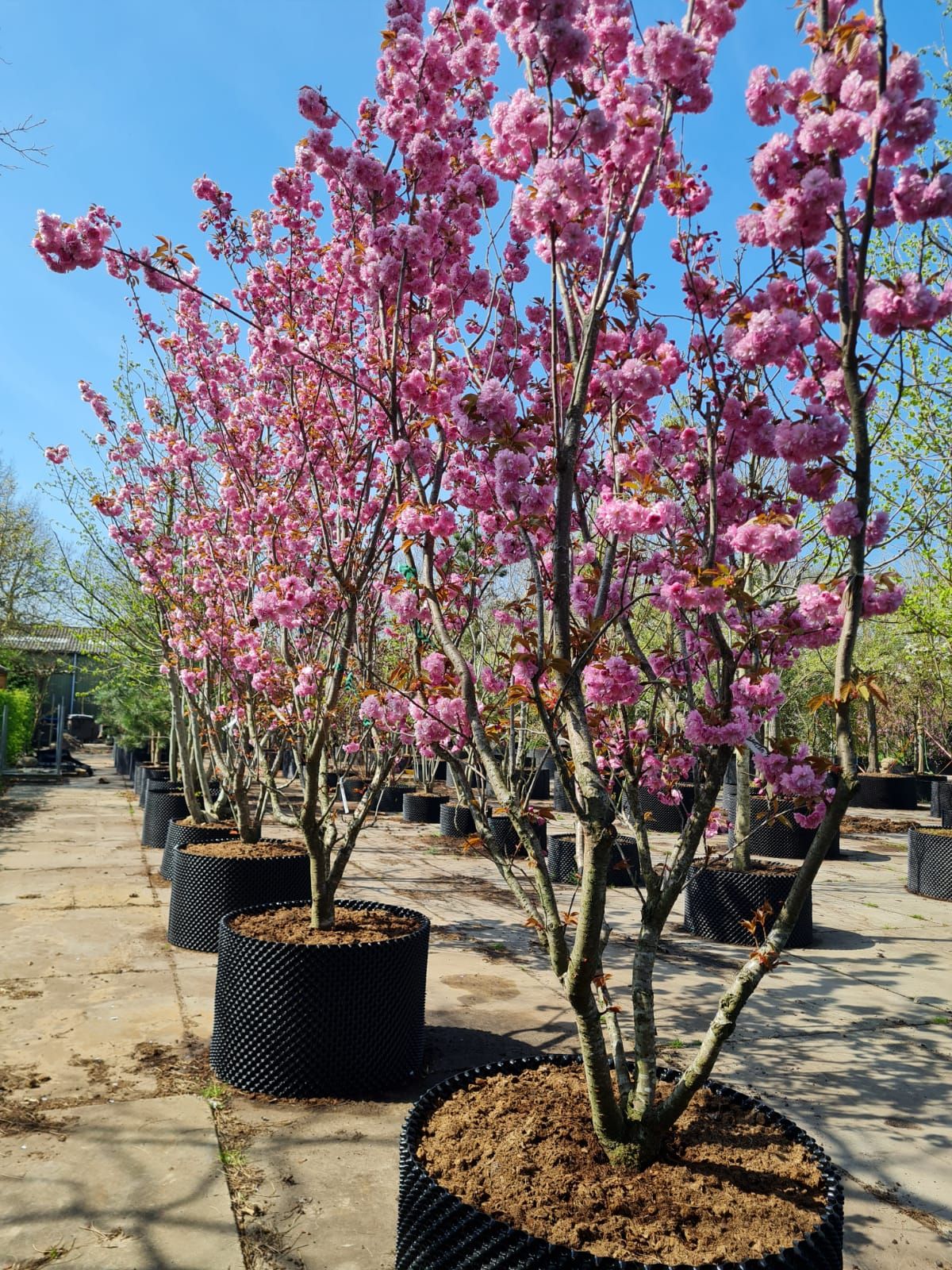 Japanse sierkers 'Kanzan' | Meerstammig