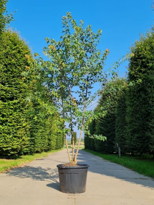 Drietandesdoorn | Meerstammig