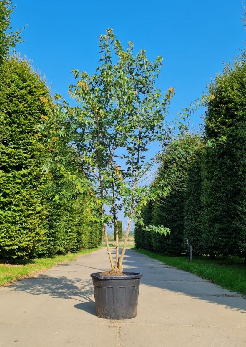 Drietandesdoorn | Meerstammig