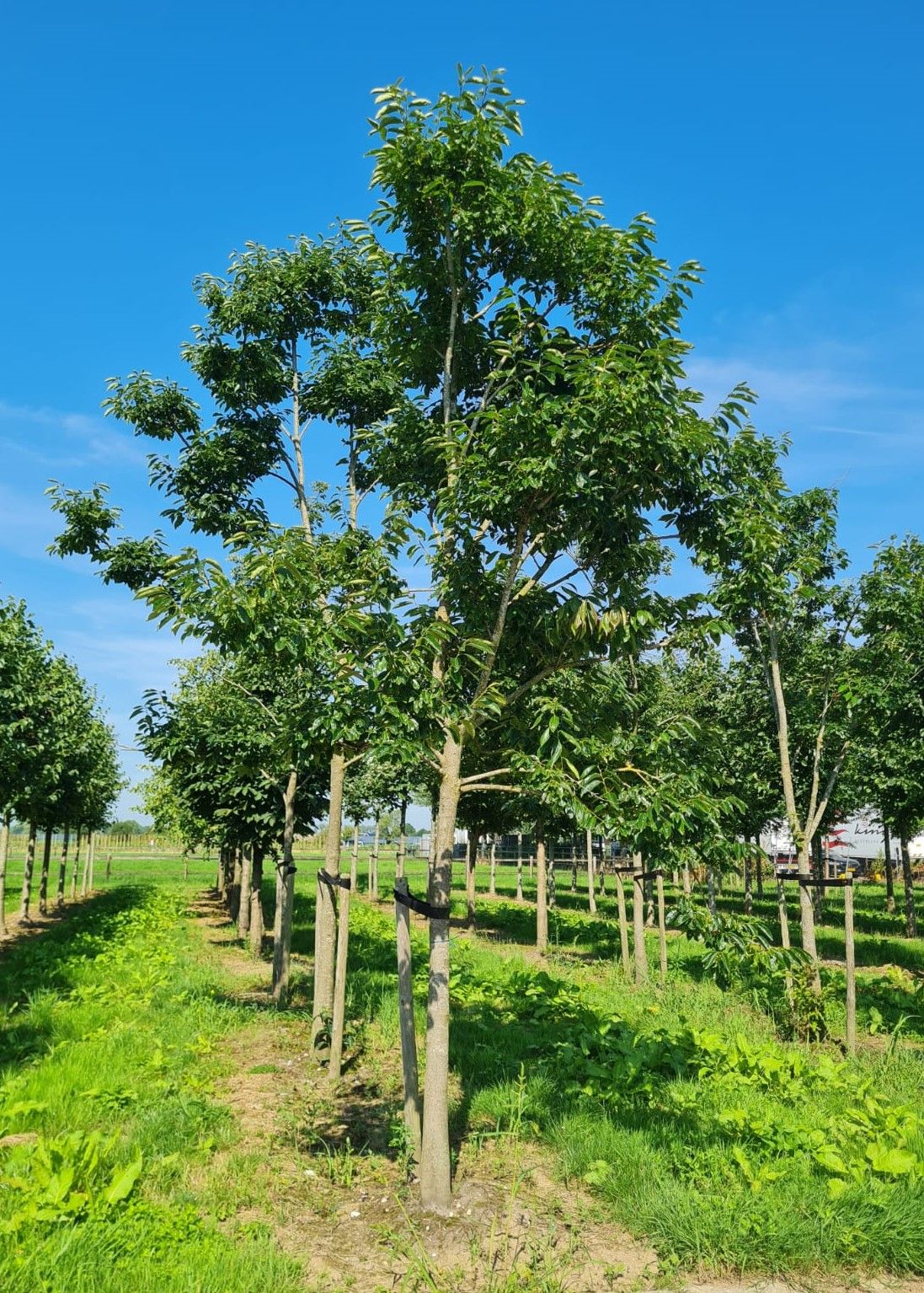 Lotusboom | Hoogstam