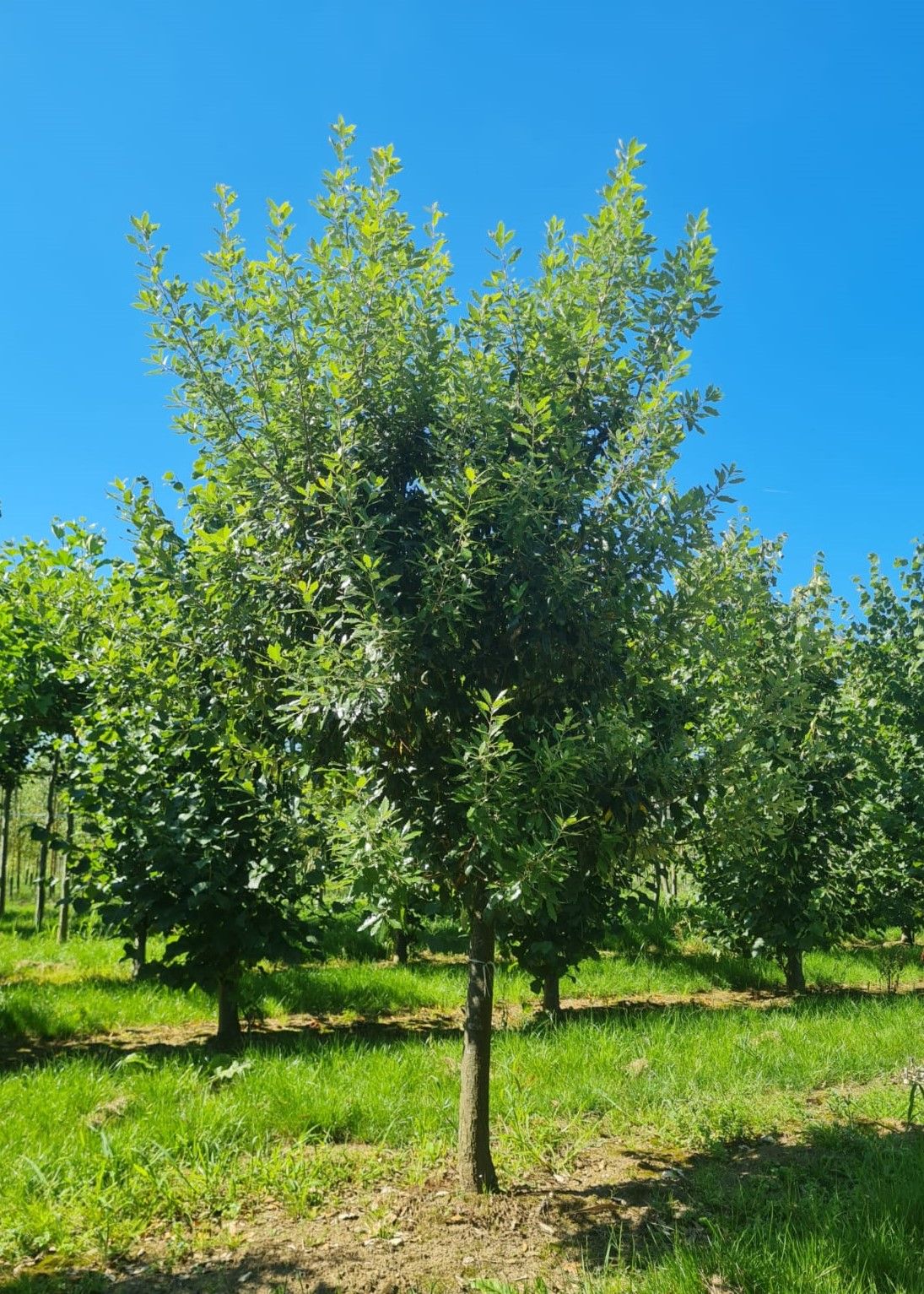 Spaanse eik 'Fulhamensis' | Halfstam