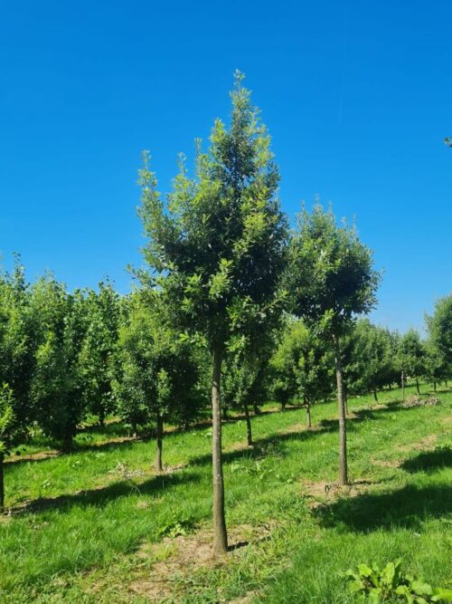 Spaanse eik 'Fulhamensis' | Hoogstam