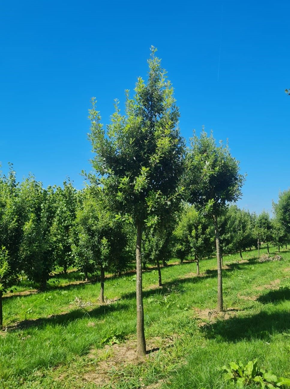 Spaanse eik 'Fulhamensis' | Hoogstam