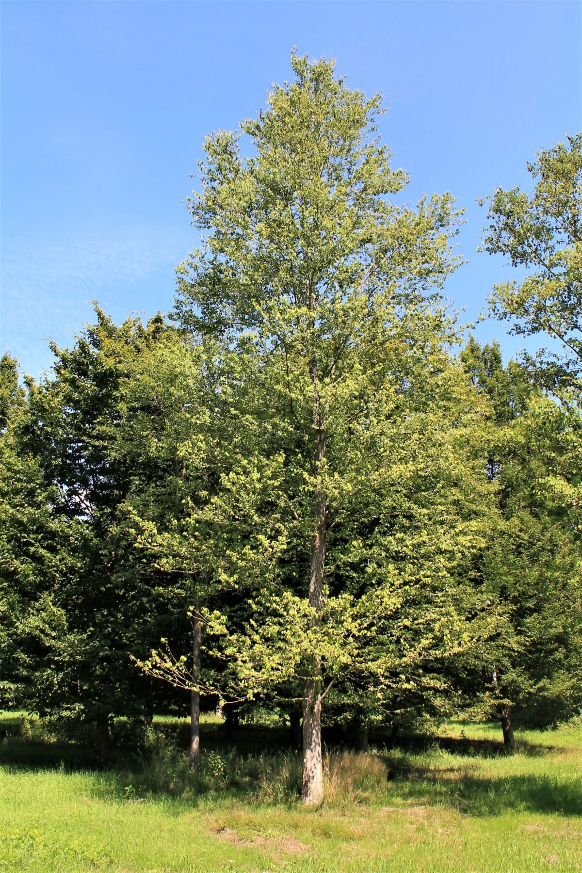 Katsuraboom | Hoogstam