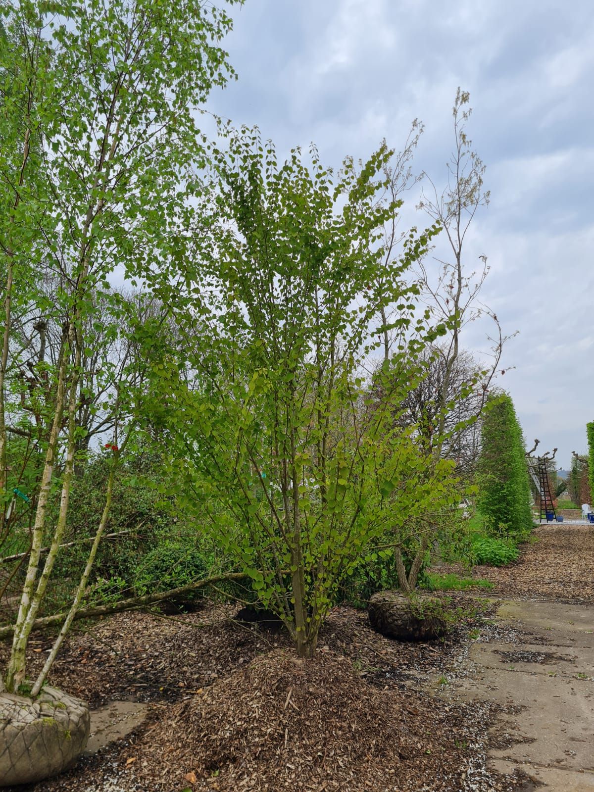 Katsuraboom | Meerstammig