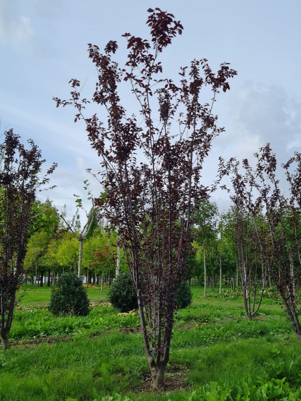 Kerspruim 'Pissardii' | Meerstammig