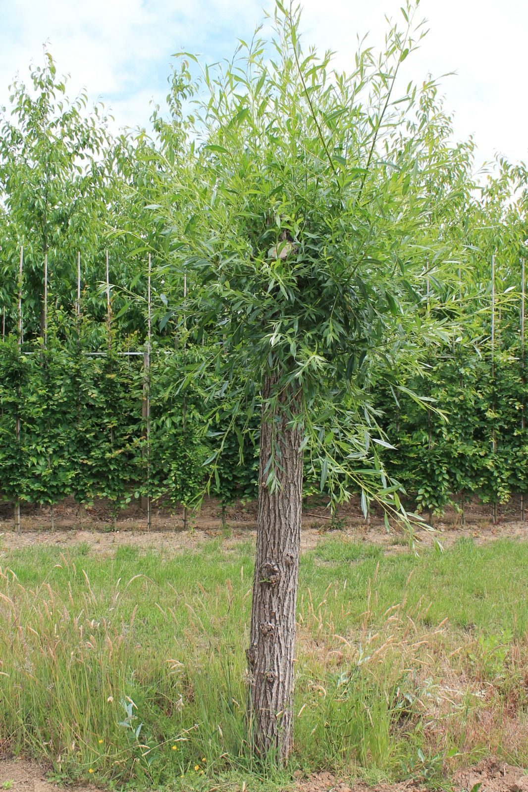 Wilg | knotvorm (knotwilg)