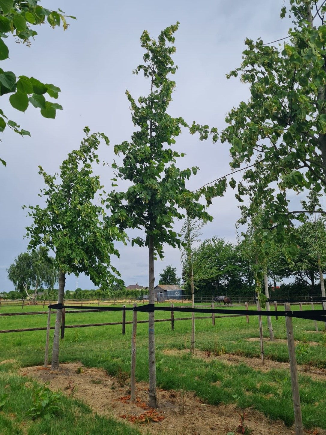 Koningslinde | Hoogstam