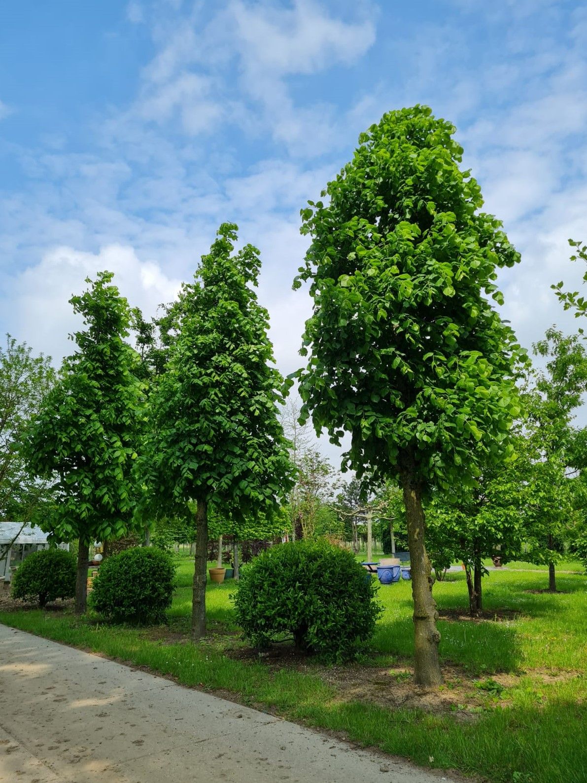 Koningslinde | Kandelabervorm