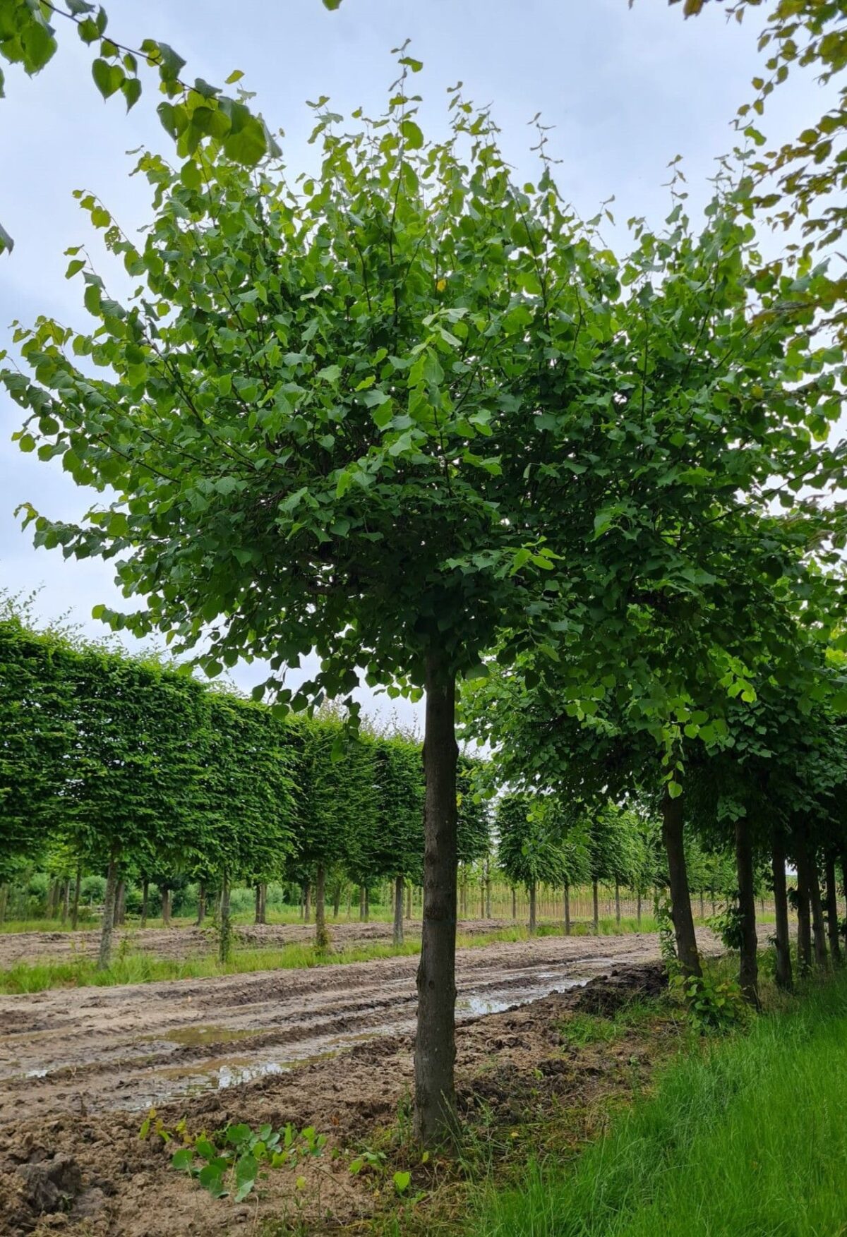 Zomerlinde | Dakvorm