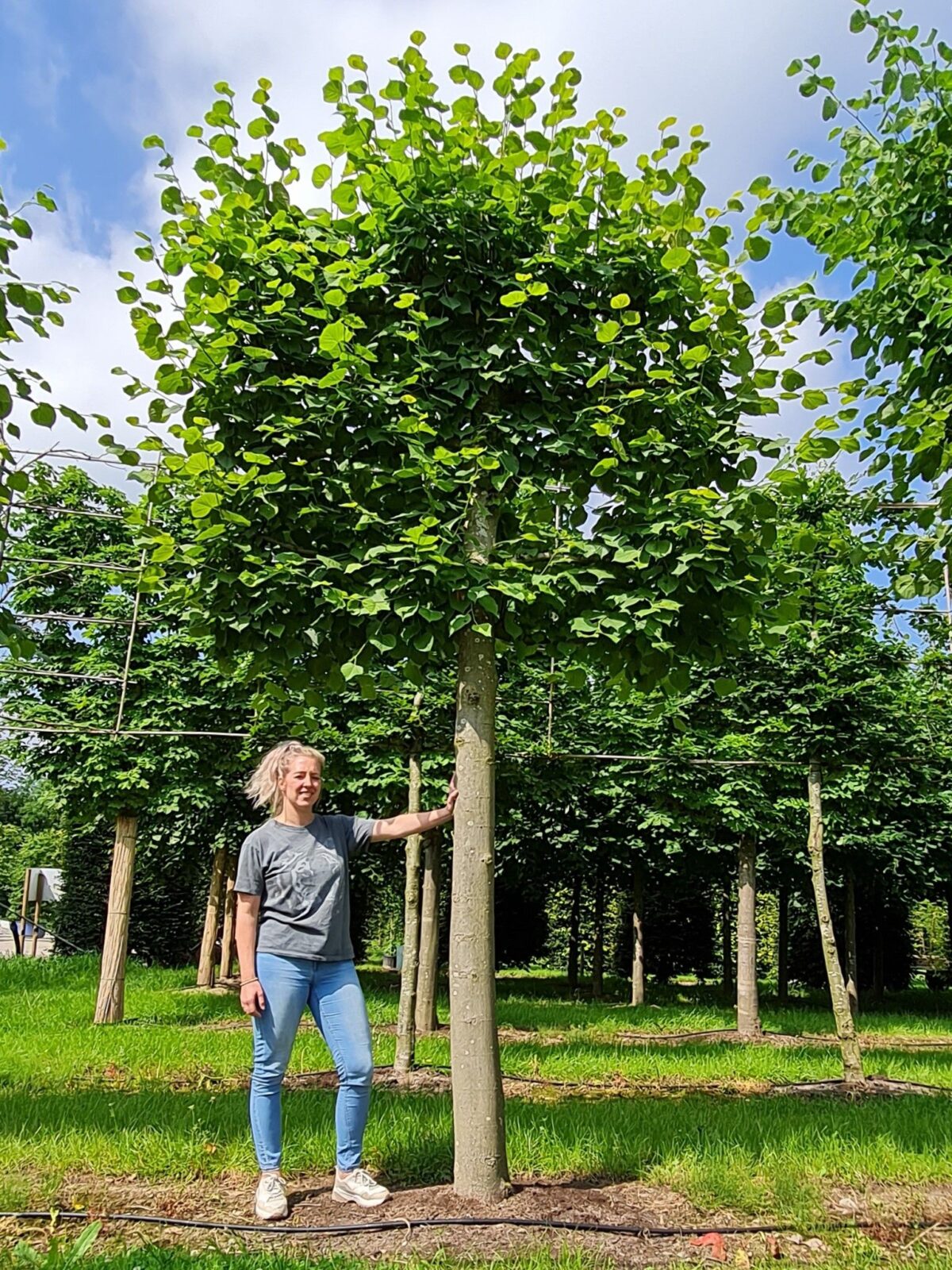 Zomerlinde | Leivorm