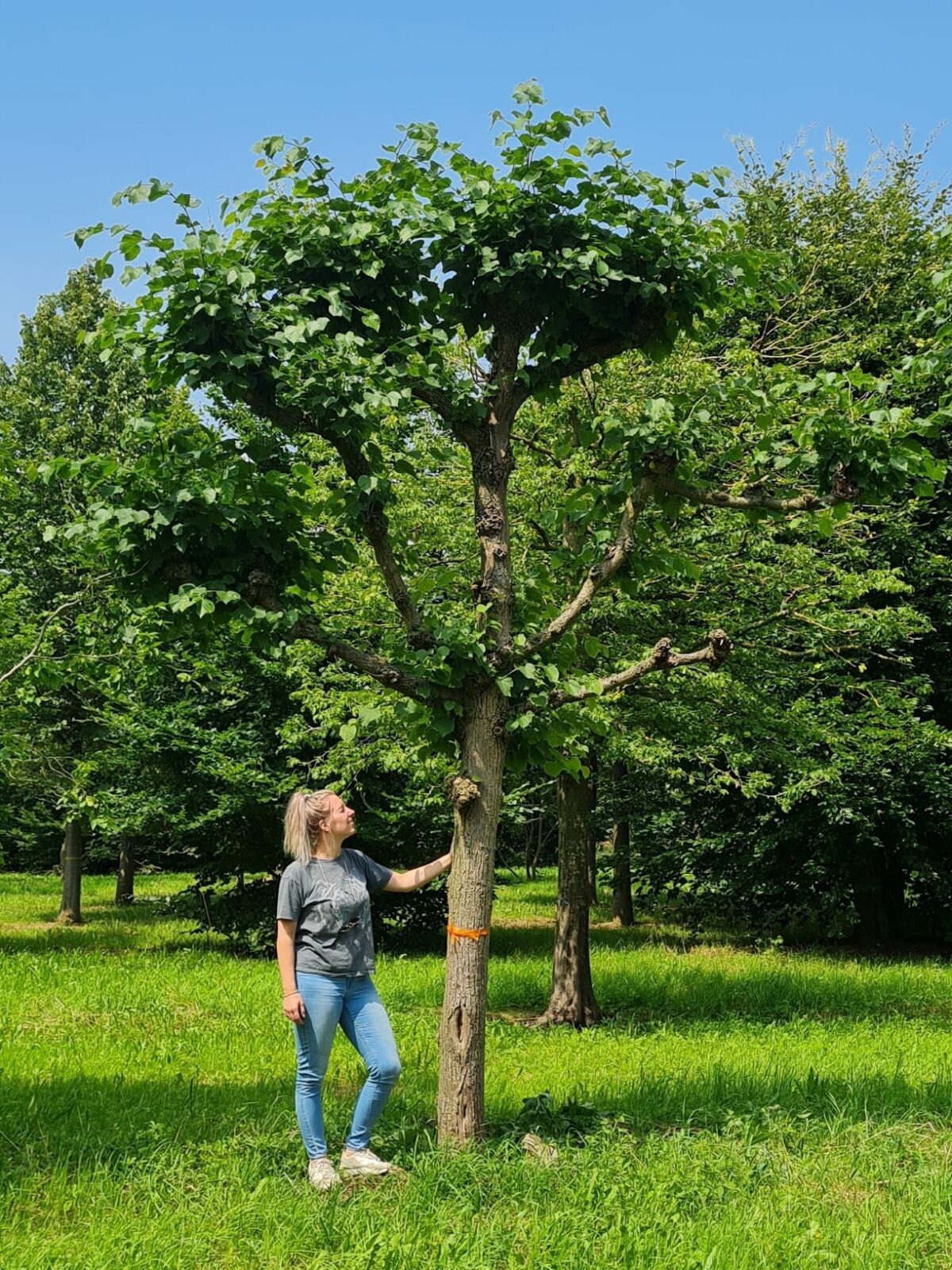 Koningslinde | Leivorm