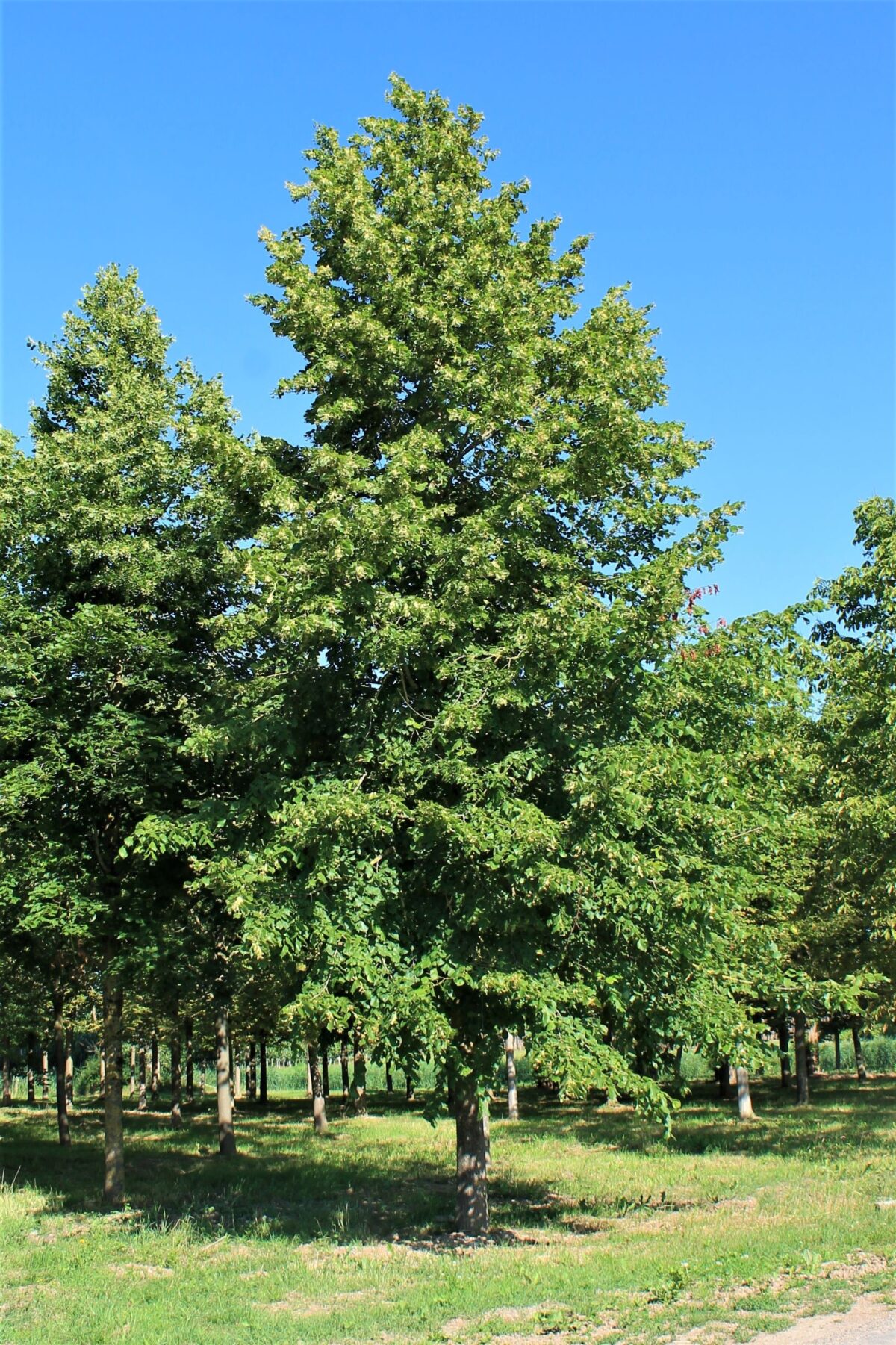 Krimlinde | Hoogstam