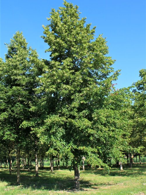 Krimlinde | Hoogstam