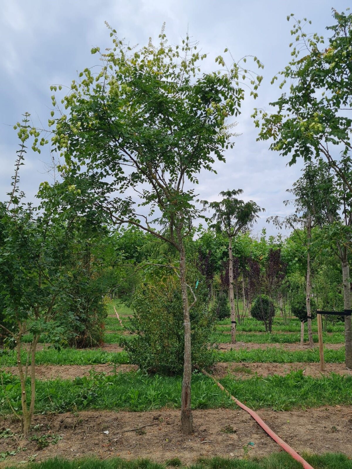 Lampionboom | Hoogstam