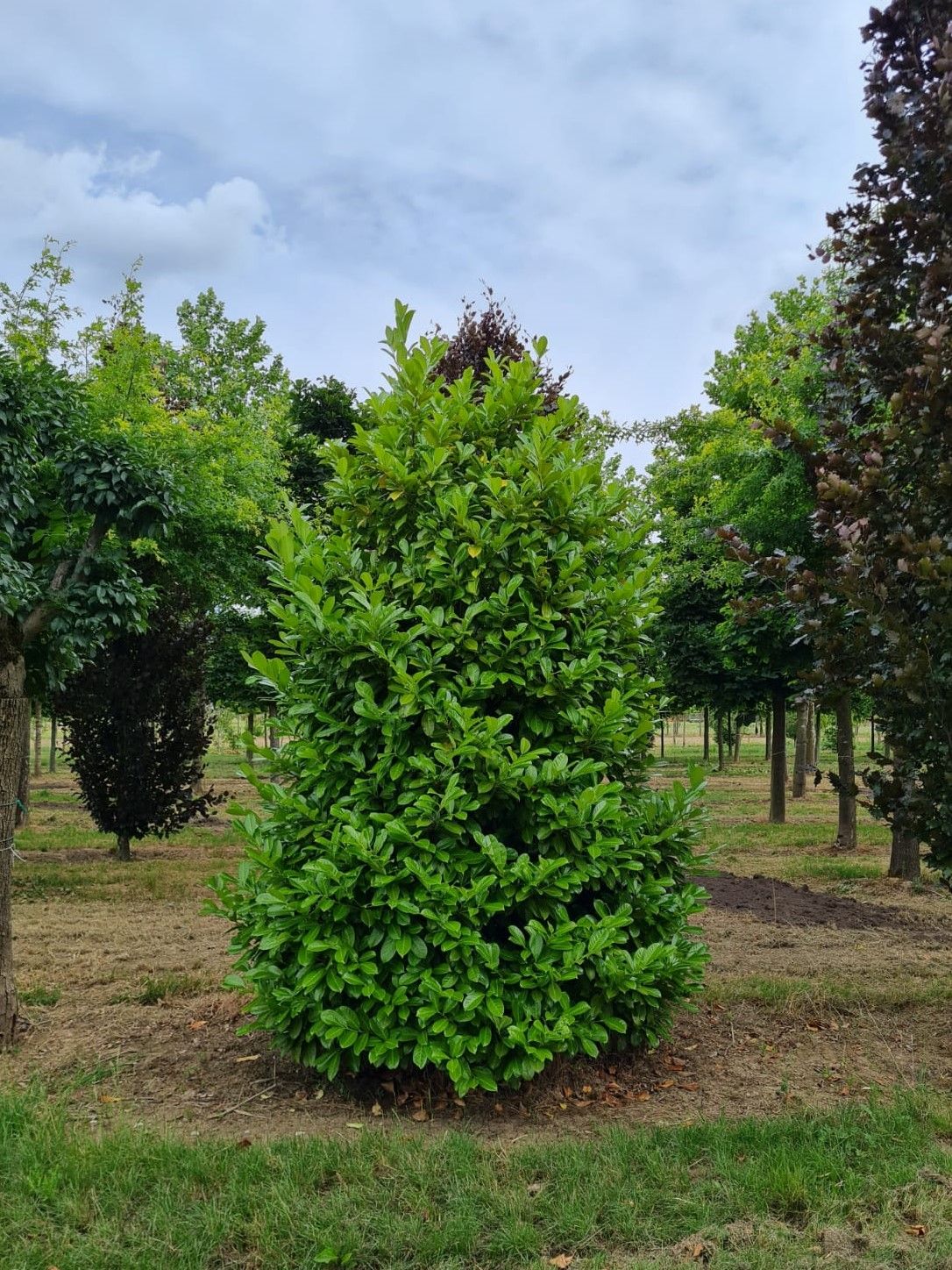 Laurierkers 'Rotundifolia' | Struikvorm