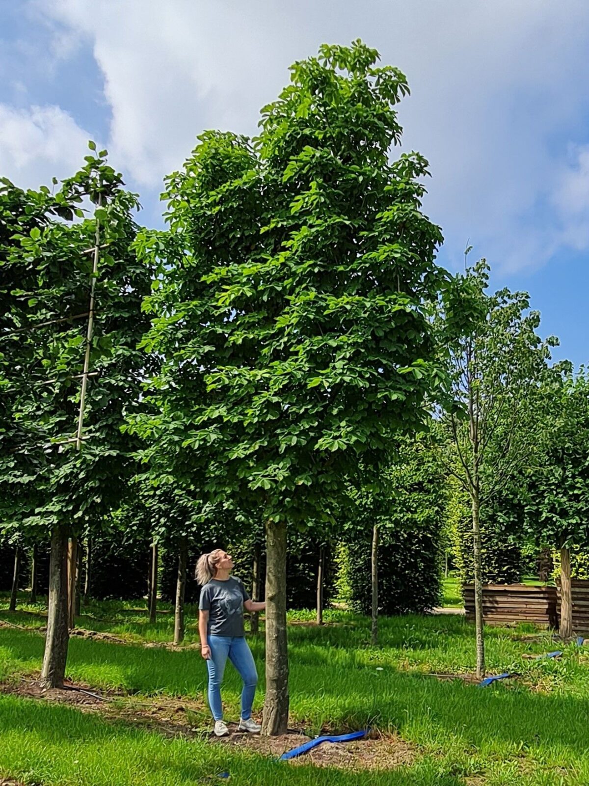 Witte paardenkastanje | Leivorm