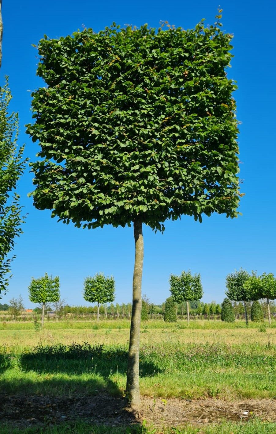 Haagbeuk | Schermvorm