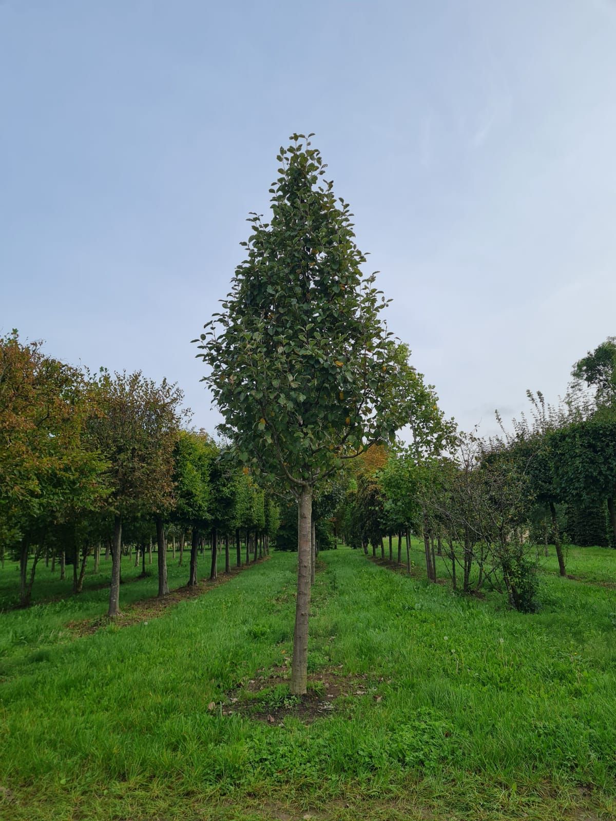 Zweedse lijsterbes | Hoogstam