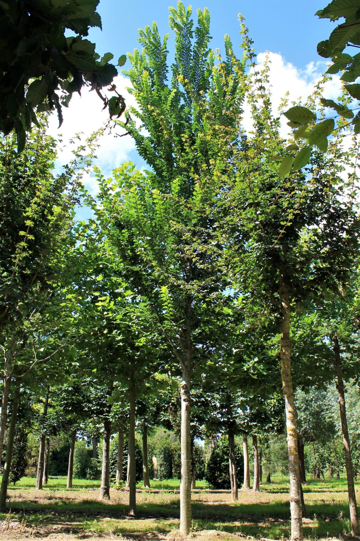 Iep 'Lobel' | Hoogstam