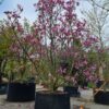 Magnolia 'Susan' | Meerstammig